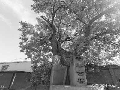 ​正定新区朱河即将征迁 拟依托八百年古槐建设“朱河记忆”博物馆