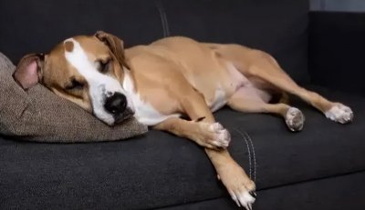 ​狗肚子像有水一样咕咕响是消化问题？也有可能是腹水