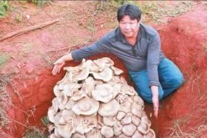 世界最大蘑菇,野生食用口蘑菇重160斤