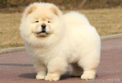 ​十大最佳看护犬排行榜