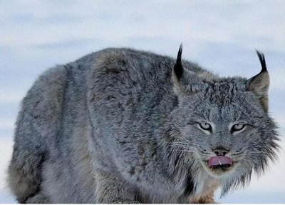 ​“杀狼机器”猞猁，战斗力有多强？为何它会对狼族大开杀戒？