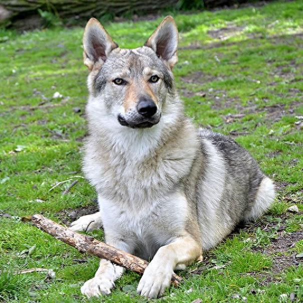 世界10种最超级可爱的狗狗,你见过几只!