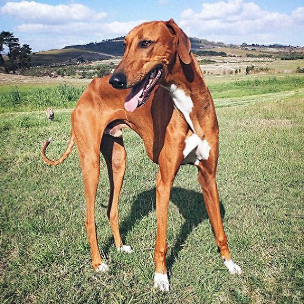 世界10种最超级可爱的狗狗,你见过几只!