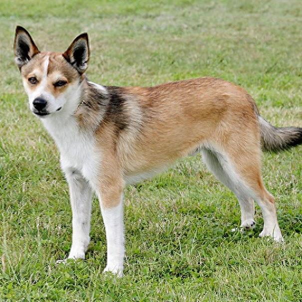 世界10种最超级可爱的狗狗,你见过几只!