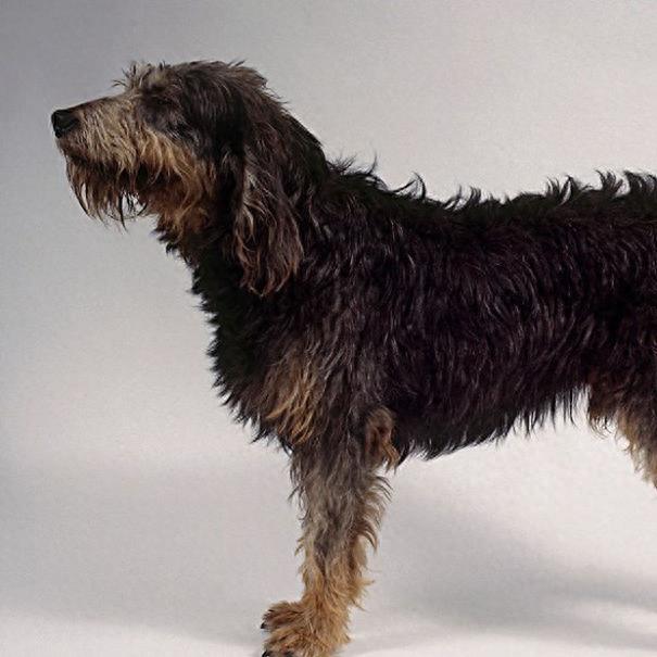 世界10种最超级可爱的狗狗,你见过几只!