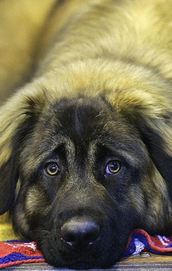 世界10种最超级可爱的狗狗,你见过几只!