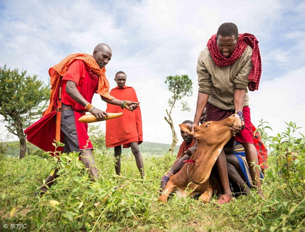 世界上最神秘的马赛人,喝牛血吃牛肉住牛粪房屋,实行一夫多妻制
