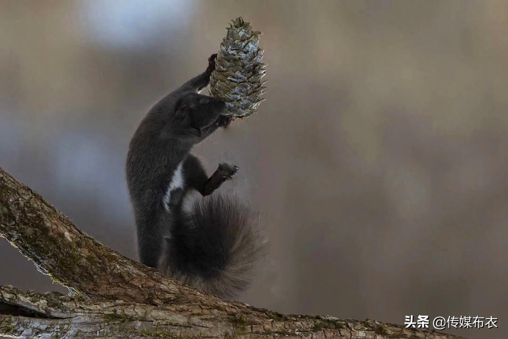 东北“灰狗子”魔王松鼠，你见过吗？