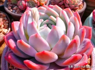 ​多肉你连“橙子”都养不好？那养芙蓉雪莲吧！颜值差不多但更好养