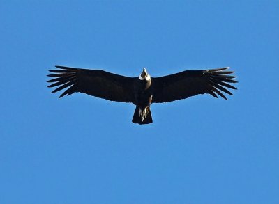 ​飞行5小时却不用扇一次翅膀，现存最大的猛禽-安第斯神鹰