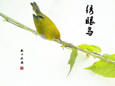 ​绣眼：中国“四大名鸟”之一