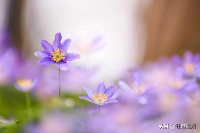 ​离婚了三个女人告诉你：离婚以后，再见前夫是什么感觉？