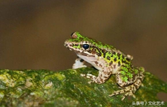 花臭蛙:只有中国才有的青蛙