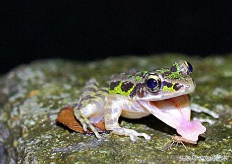 花臭蛙:只有中国才有的青蛙