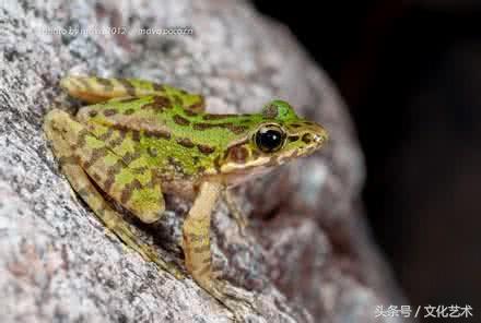 花臭蛙:只有中国才有的青蛙