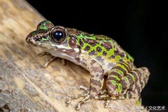 花臭蛙:只有中国才有的青蛙