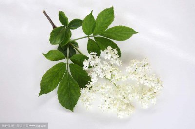 ​中药材接骨木花