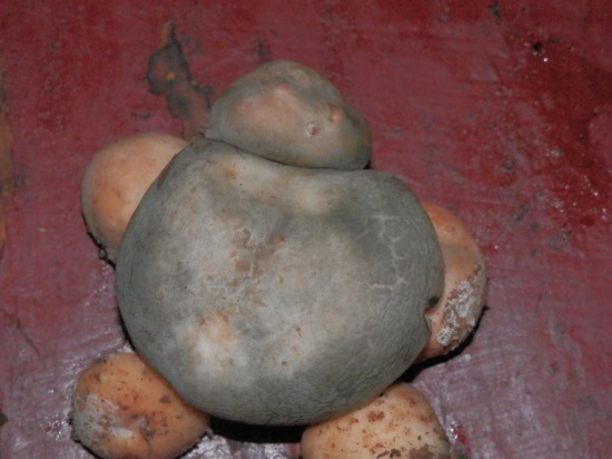 老照片:创意摄影——野生蘑菇——青头菌