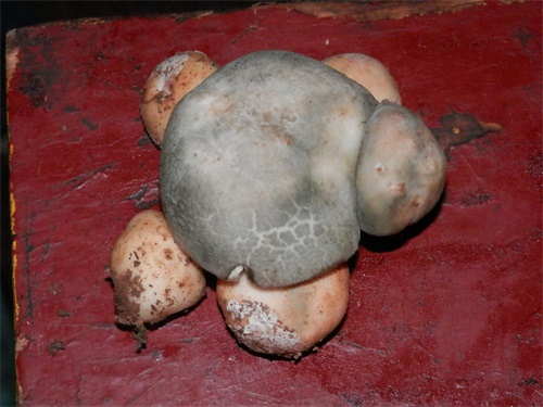 老照片:创意摄影——野生蘑菇——青头菌