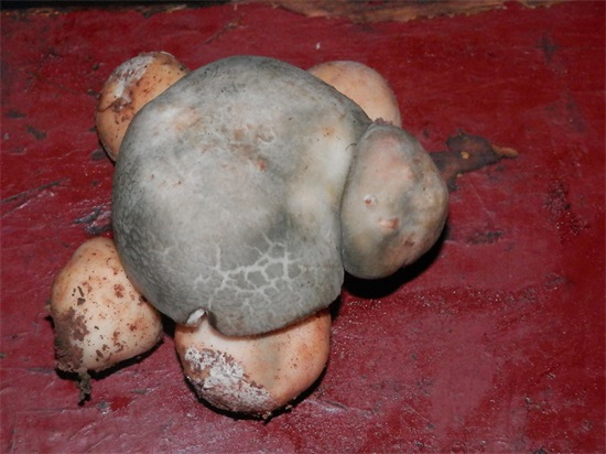 老照片:创意摄影——野生蘑菇——青头菌