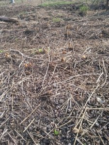 ​东北名菜-牛毛广