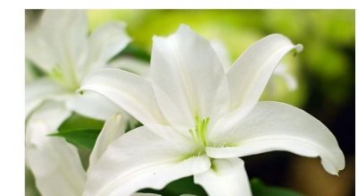 ​百合花的特点有哪些