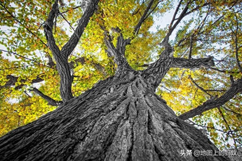 秋天是赏银杏的最佳时节,来江苏邳州看最美丽的银杏“时光隧道”