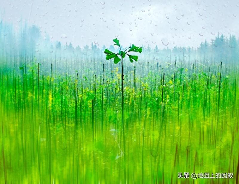 秋天是赏银杏的最佳时节,来江苏邳州看最美丽的银杏“时光隧道”