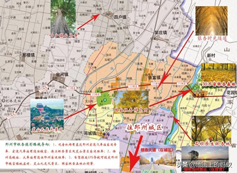 秋天是赏银杏的最佳时节,来江苏邳州看最美丽的银杏“时光隧道”