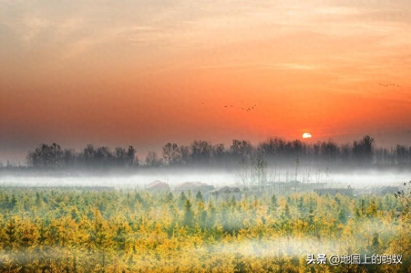 秋天是赏银杏的最佳时节,来江苏邳州看最美丽的银杏“时光隧道”