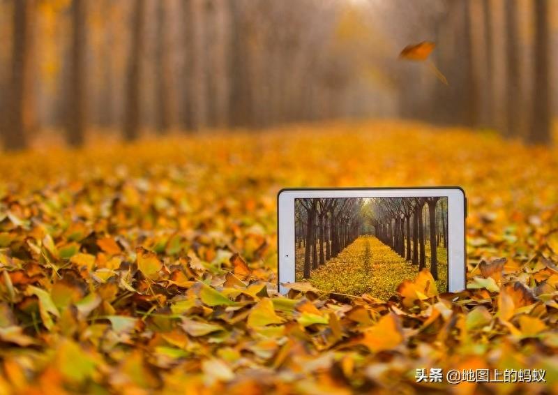 秋天是赏银杏的最佳时节,来江苏邳州看最美丽的银杏“时光隧道”