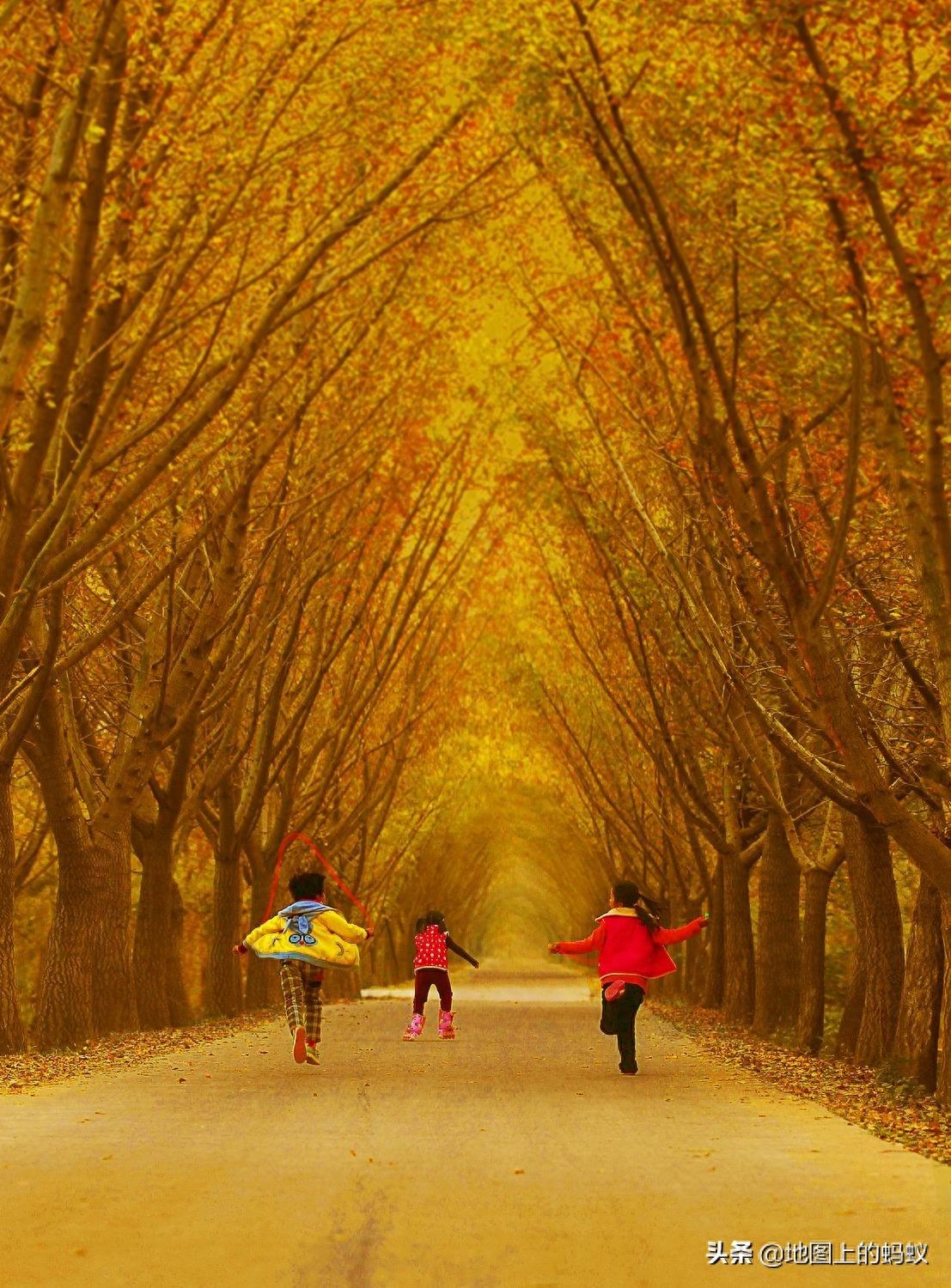 秋天是赏银杏的最佳时节,来江苏邳州看最美丽的银杏“时光隧道”