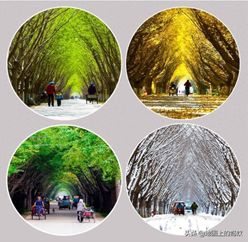 秋天是赏银杏的最佳时节,来江苏邳州看最美丽的银杏“时光隧道”