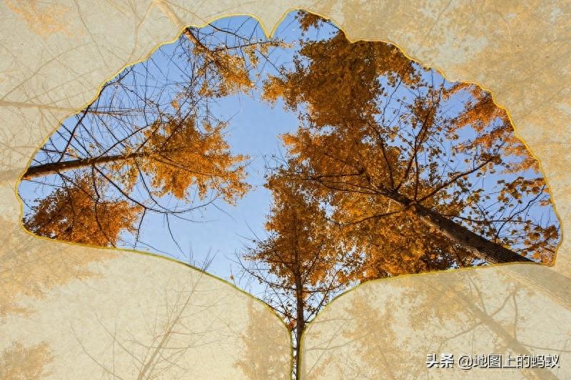 秋天是赏银杏的最佳时节,来江苏邳州看最美丽的银杏“时光隧道”