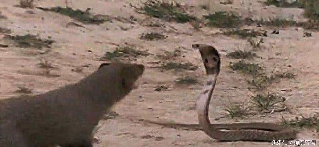 眼镜蛇大战天敌猫鼬,无奈最终还是被猫鼬秒杀在地!