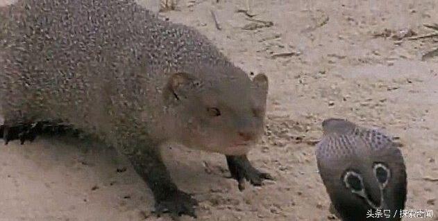 眼镜蛇大战天敌猫鼬,无奈最终还是被猫鼬秒杀在地!