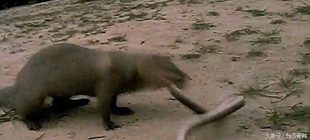 眼镜蛇大战天敌猫鼬,无奈最终还是被猫鼬秒杀在地!