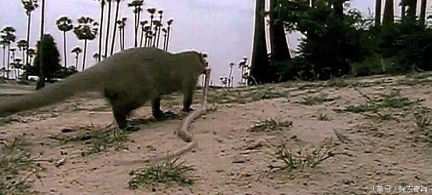 眼镜蛇大战天敌猫鼬,无奈最终还是被猫鼬秒杀在地!