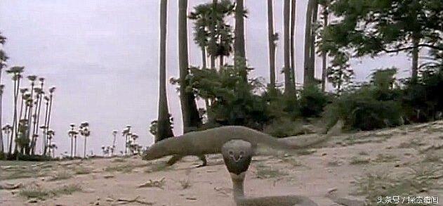 眼镜蛇大战天敌猫鼬,无奈最终还是被猫鼬秒杀在地!