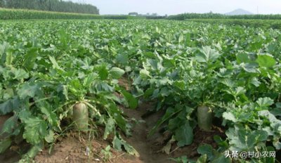 ​农村种啥农作物不愁销？在农村创业，这6个热门种植项目值得一试