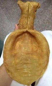 ​鱼胶第一期：史上最全的鱼胶分类（附图），涨见识