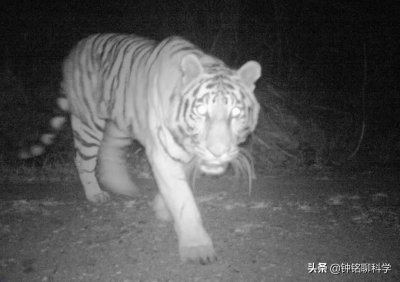 ​“虎娃”找老婆有多难？保护区只有一头老虎，求偶离不开人类帮助