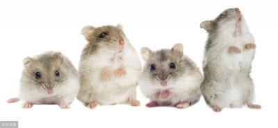 ​仓鼠详细资料