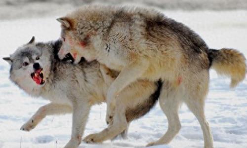 中国狼!现已去了哪里?