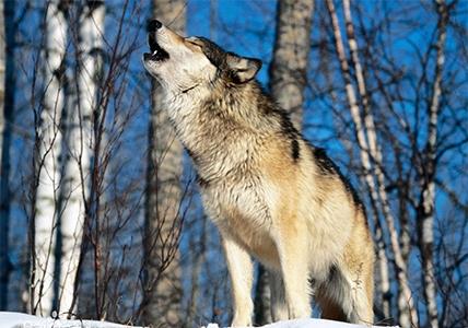 中国狼!现已去了哪里?