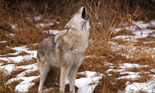 中国狼!现已去了哪里?
