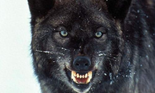 中国狼!现已去了哪里?