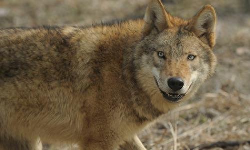 中国狼!现已去了哪里?