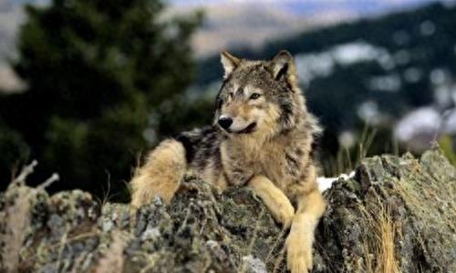 中国狼!现已去了哪里?