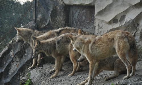 中国狼!现已去了哪里?